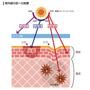 紫外線について